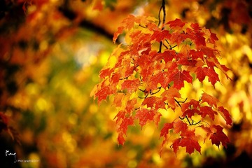 _MG_3159.jpg