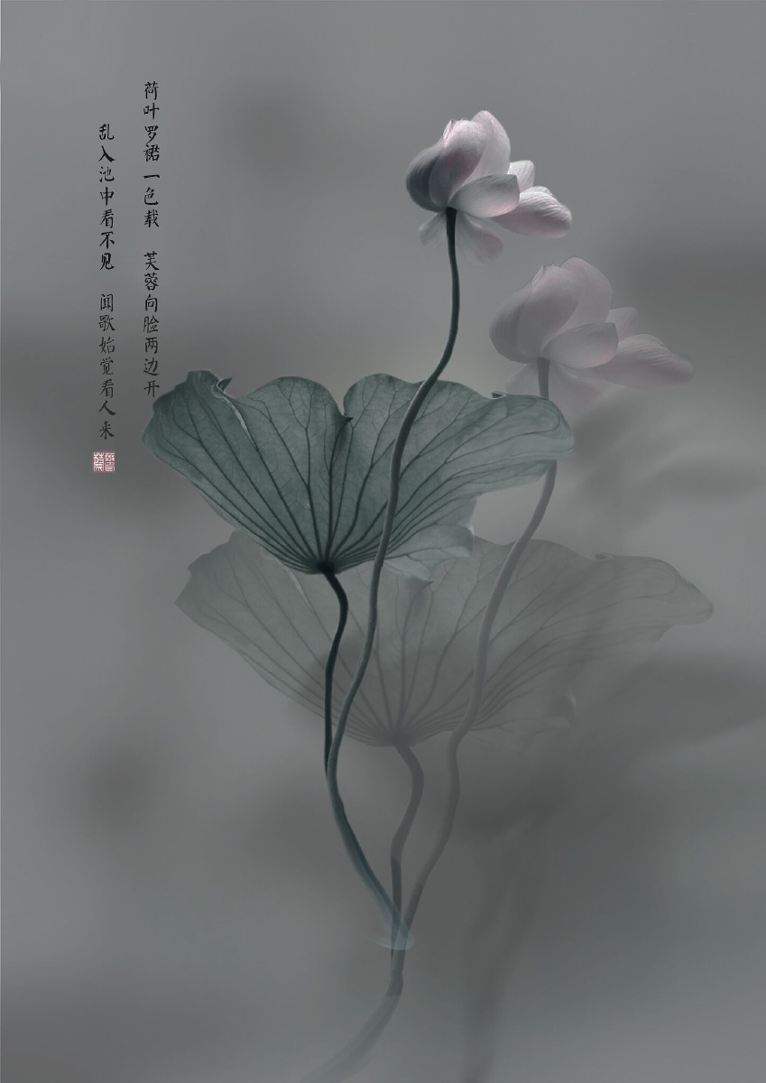 荷花ps后期制作