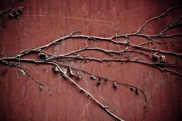 DSCF0071-1.jpg