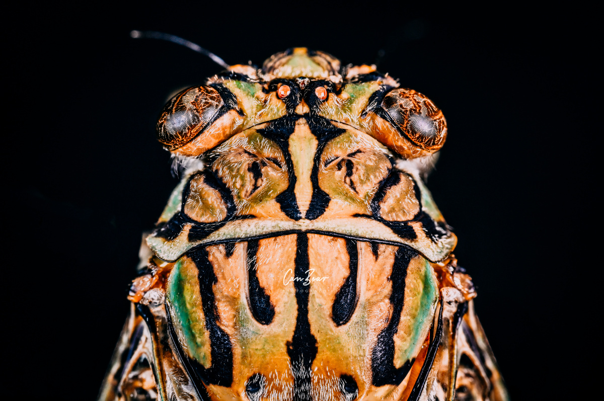 尼康z7 老蛙2.5-5x微距镜头 67 - 罐头熊 - 图虫