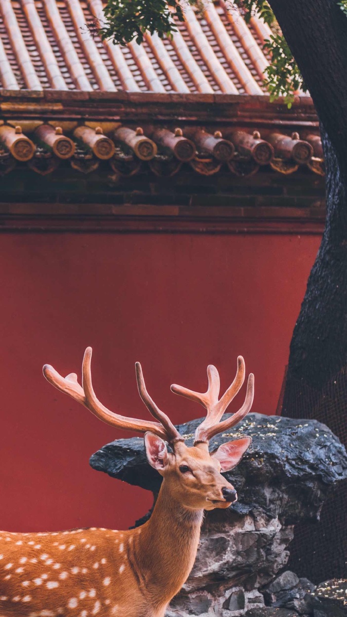 故宫御鹿