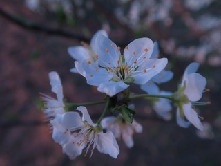 1903501