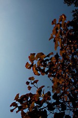 IMG_6353.jpg