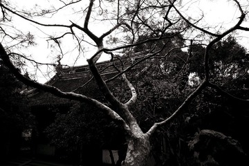 IMG_7812.JPG