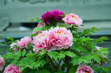 “_DSC0029”为智能对象-1