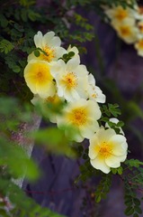 “_DSC0022”为智能对象-1