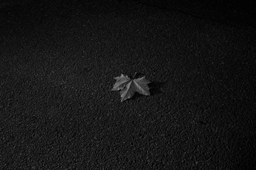 SDIM0251.jpg