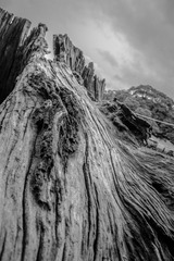 _DSC4101