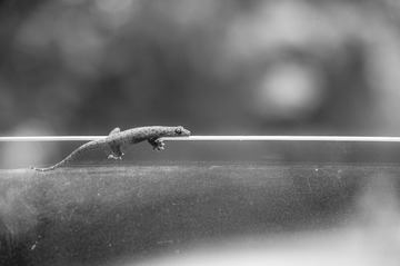 _DSC4321