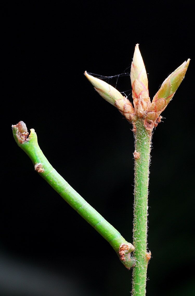 假装树枝的尺蠖