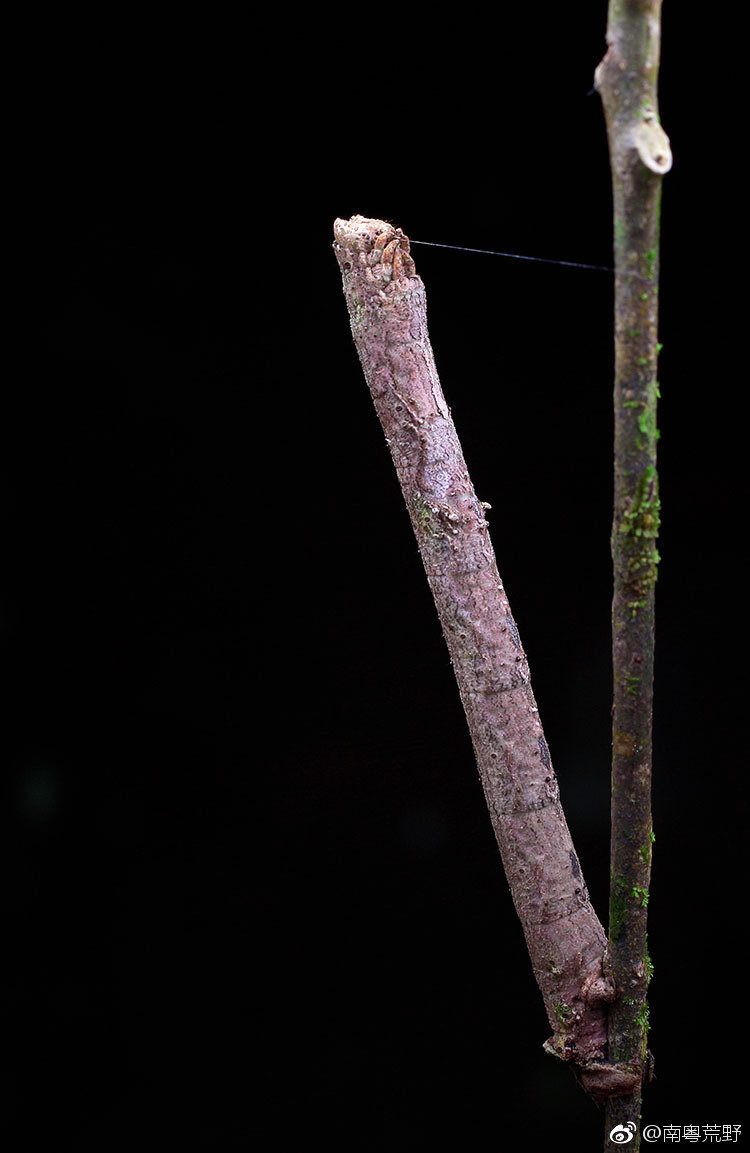 假装是木棍有尺蠖
