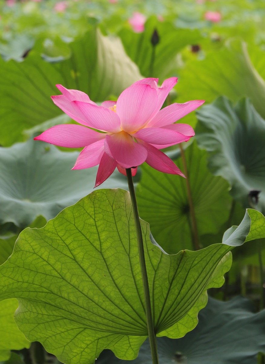 西子湖畔荷花娇