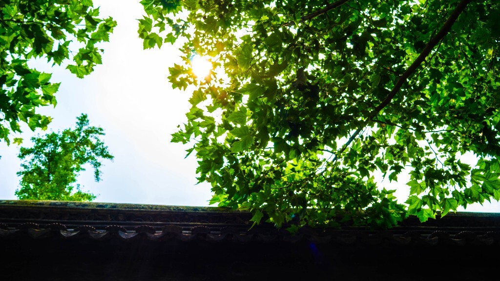 夏天最炙热的就是太阳，最清凉的就是绿叶。