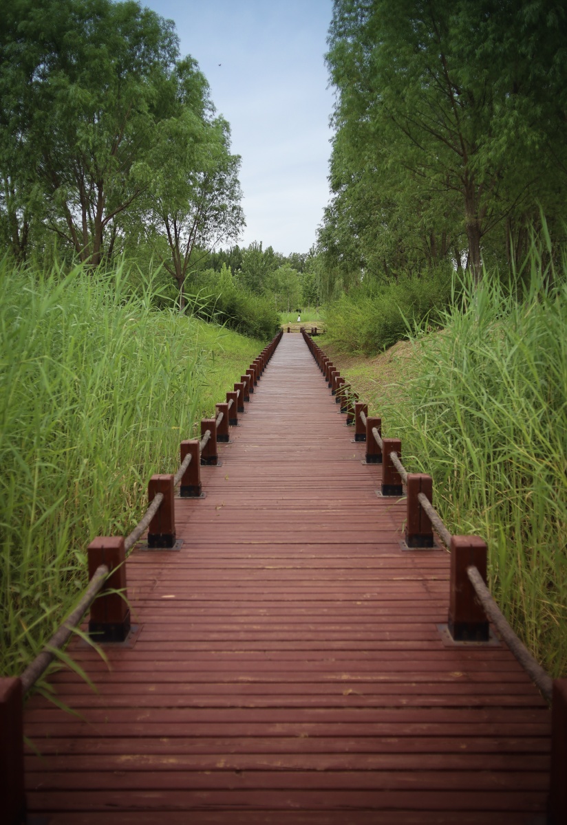 湿地栈道