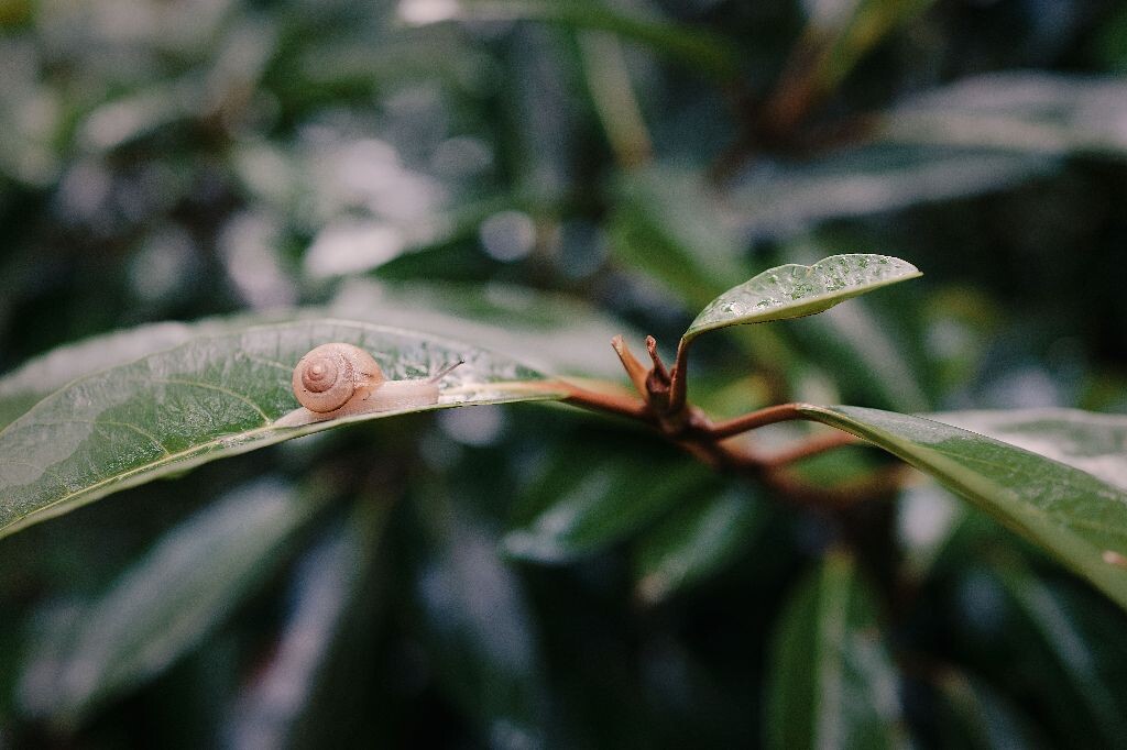 蜗牛在地上爬，捡起来放在树上。后来得知，这玩意是害虫。后悔