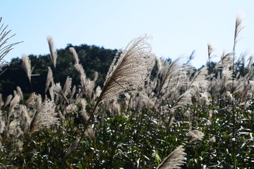 DSC_0031 柏架山的芒草