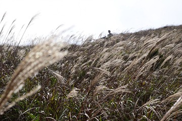 DSC_0063 大片芒草布滿上大東山的山徑旁邊