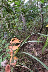 DSC_0049 走一小段貴妃徑
