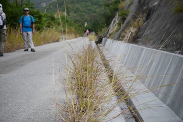 DSC_0044 大欖角引水道 Tai Lam Kok Catchwater