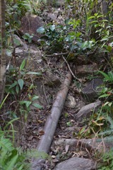 DSC_0096 沿東脊水管路上走金馬倫山