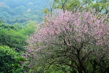 DSC_0022 梅花Meihua (Mumeplant Japanese Apricot)