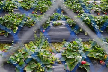 DSC_0017 經過士多啤梨園