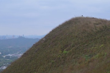 DSC_0170 麒麟山三角網測站(編號418) 222米 Ki Lun Shan