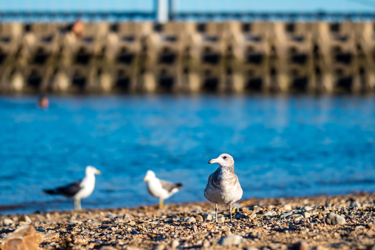 海滩上散步的海鸥(组图)