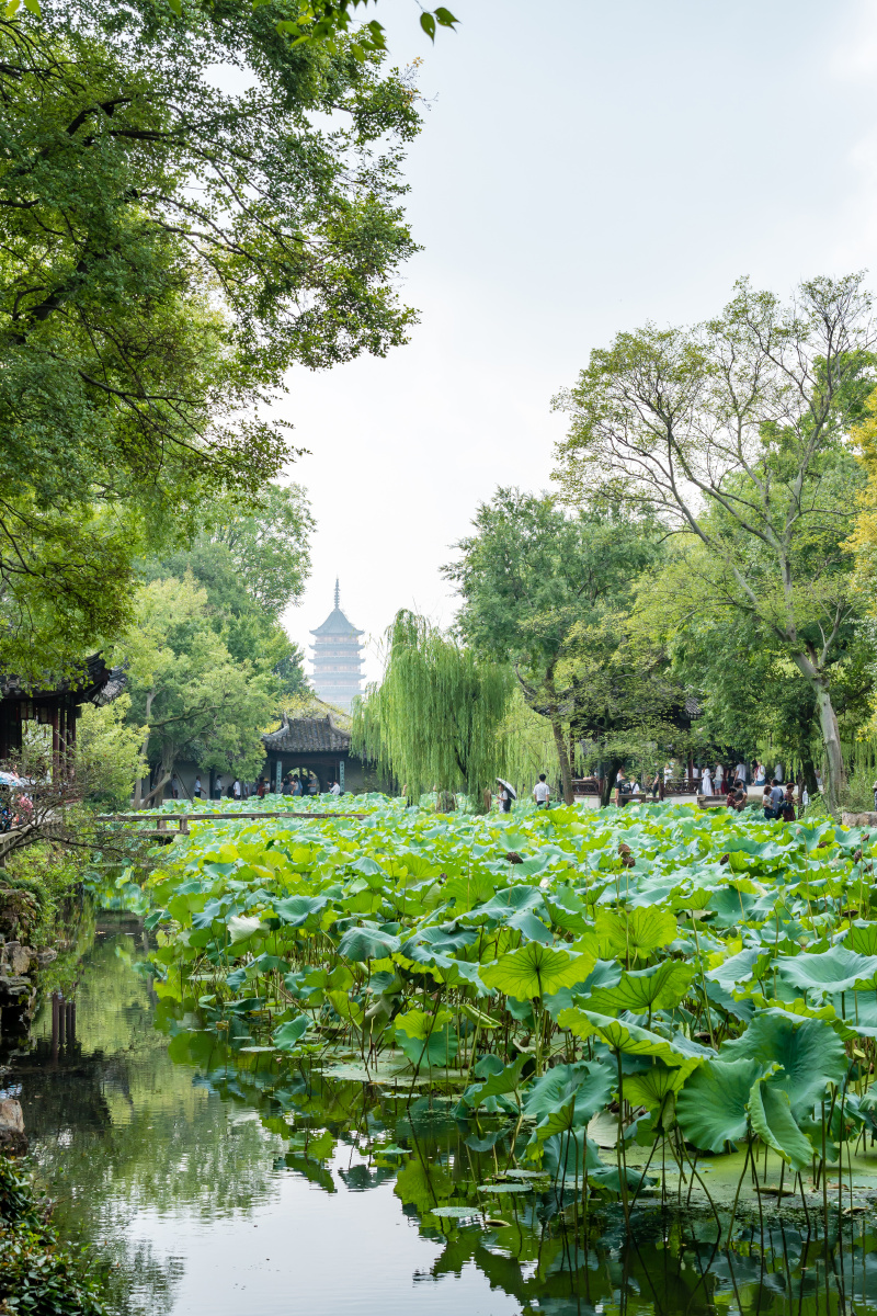 苏州拙政园荷塘借景宝塔