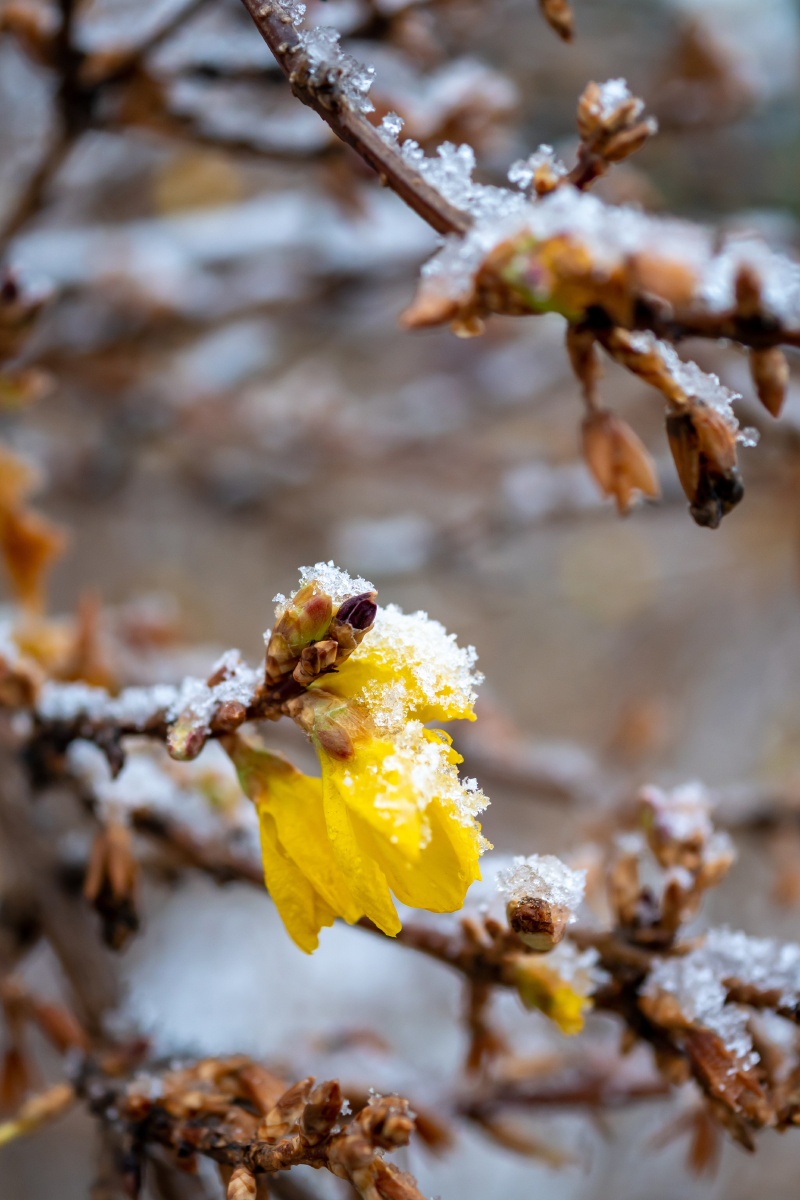雪落在反季开放的迎春花上
