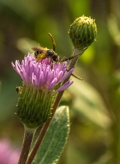 _IMG2490-1019