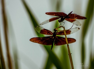 _IMG0324-10622