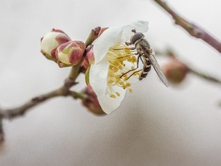 IMGP4781-1001