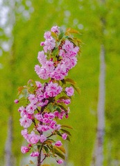 IMGP5668-1001