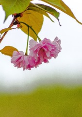 IMGP5688-1001