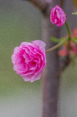 IMGP5690-1001