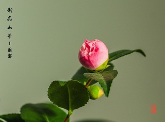IMGP4352-1001_
