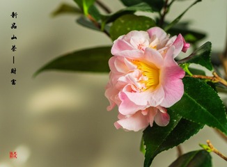 IMGP4360-1001_