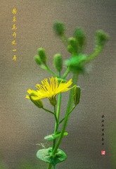 IMGP7234_
