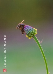 IMGP7163__