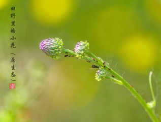 IMGP7255__