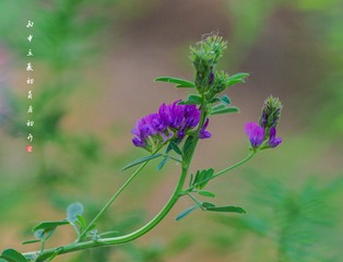IMGP7495_1-