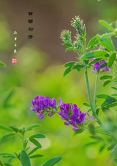 IMGP7504_1-