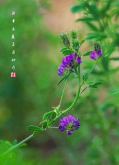 IMGP7506_1-
