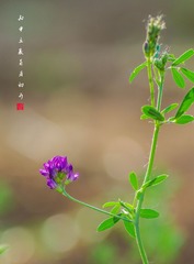 IMGP7516_1-