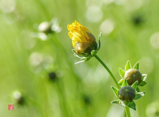 IMGP7393_