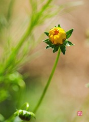 IMGP7414_