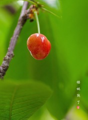 IMGP8017_
