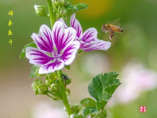 IMGP9455_