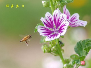 IMGP9471_
